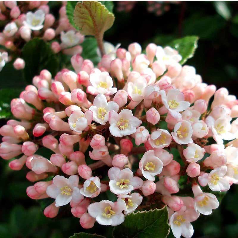 Duftsnebolle Anne Russell blomst