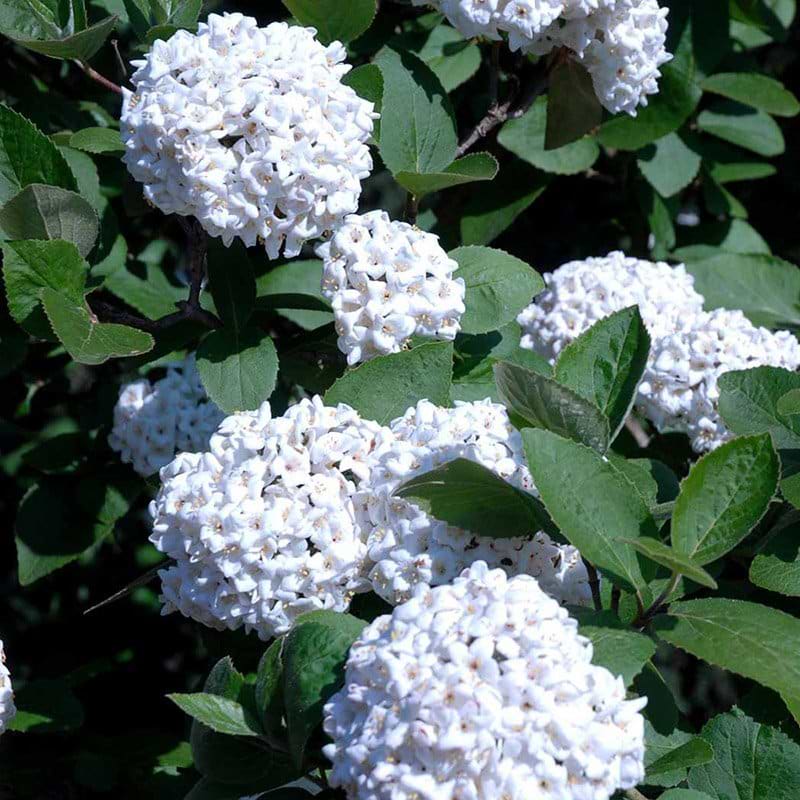 duftsnebolle