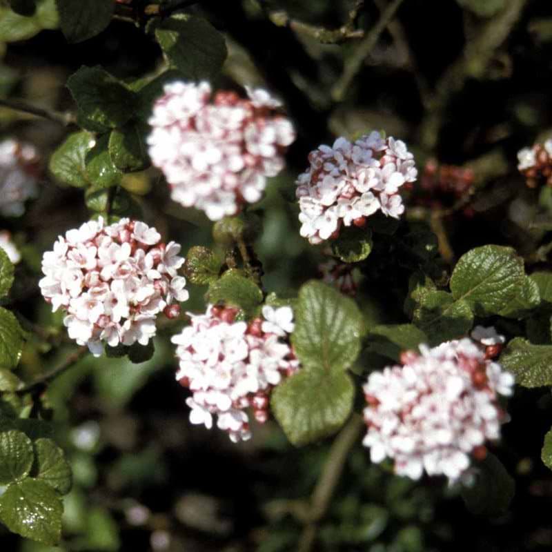 Duftsnebolle Aurora