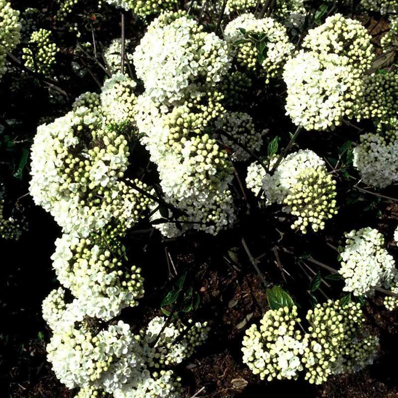 Duftsnebolle Eskimo
