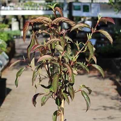 Viburnum HILLERI WINTON