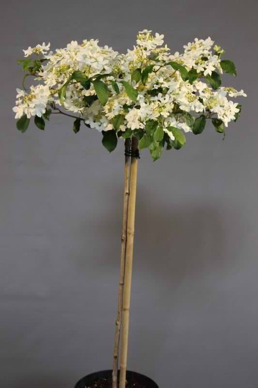 Viburnum plicatum Tennesee opstammet