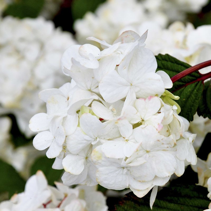 hvide blomster