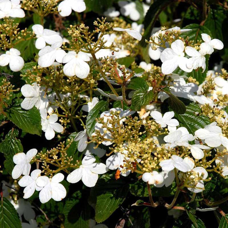 Viburnum nudum Summer Snowflake