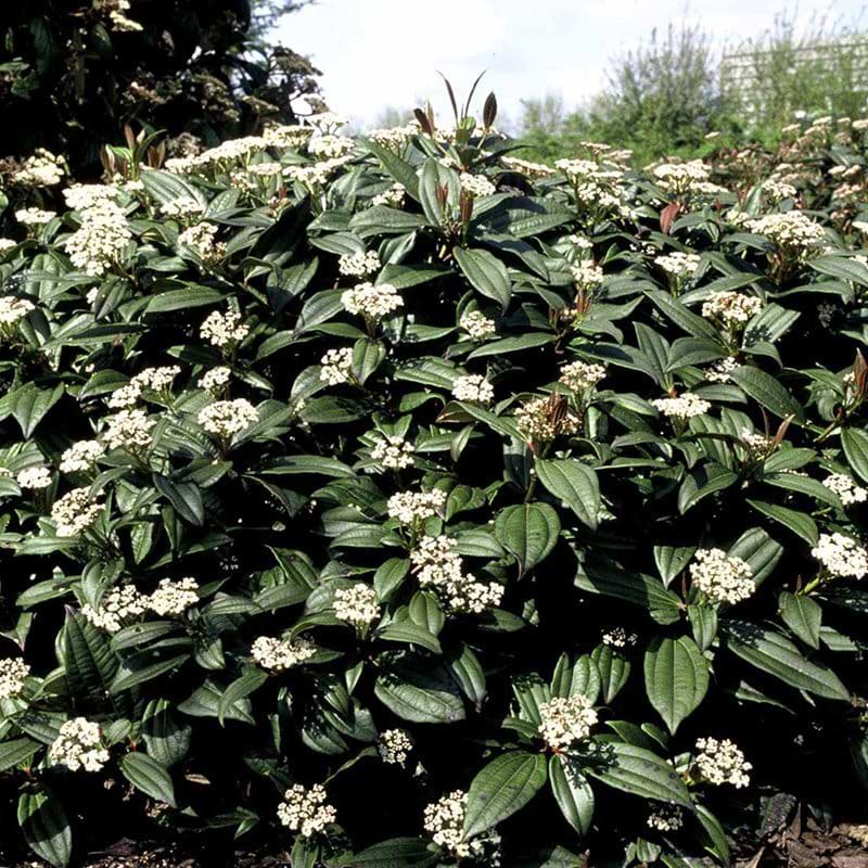 Viburnum davidii
