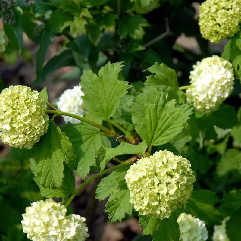 Viburnum opulus Roseum
