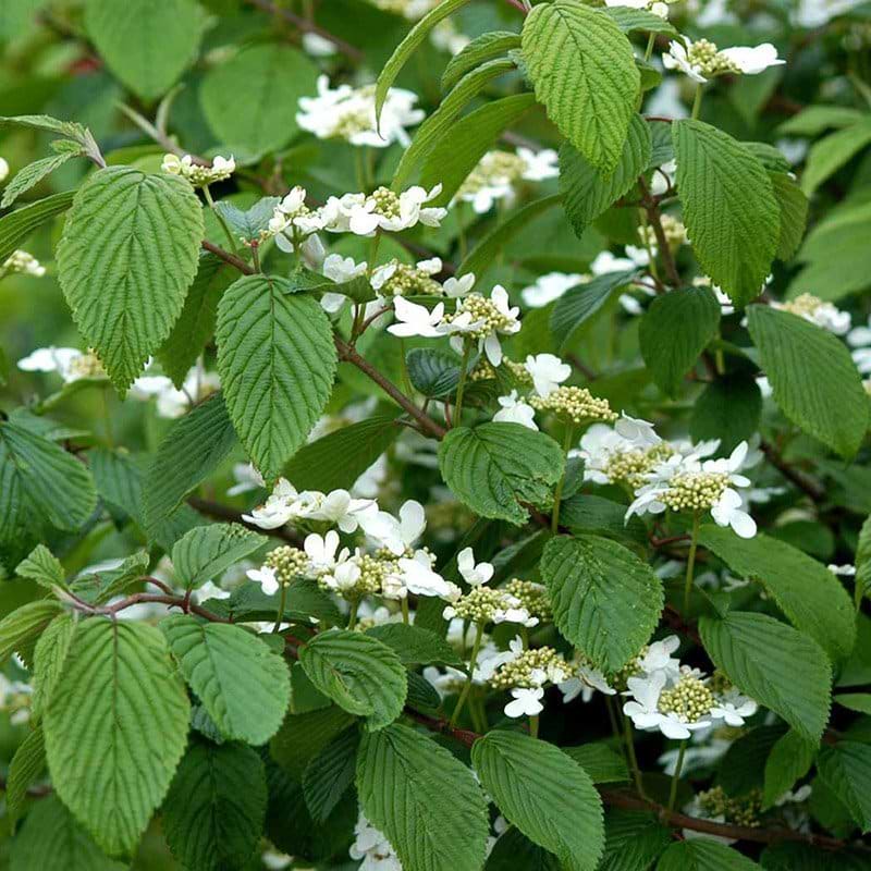 Japansk snebolle mariesii