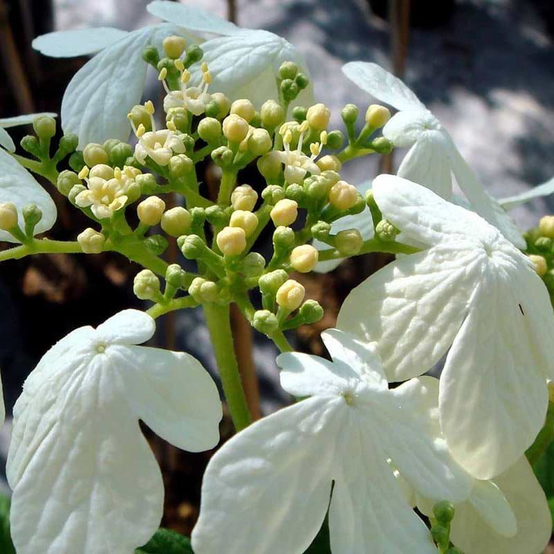 Viburnum plicatum Watanabe blomst