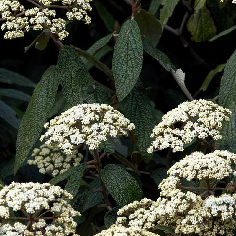 Viburnum rhytidophyllum blomster