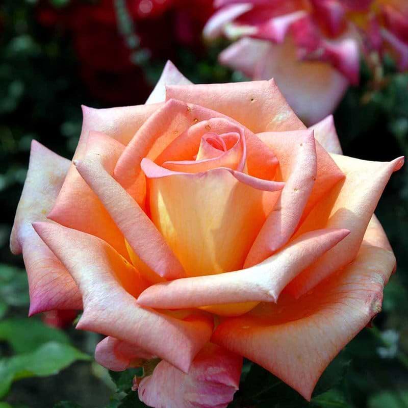 Victor Borge rose