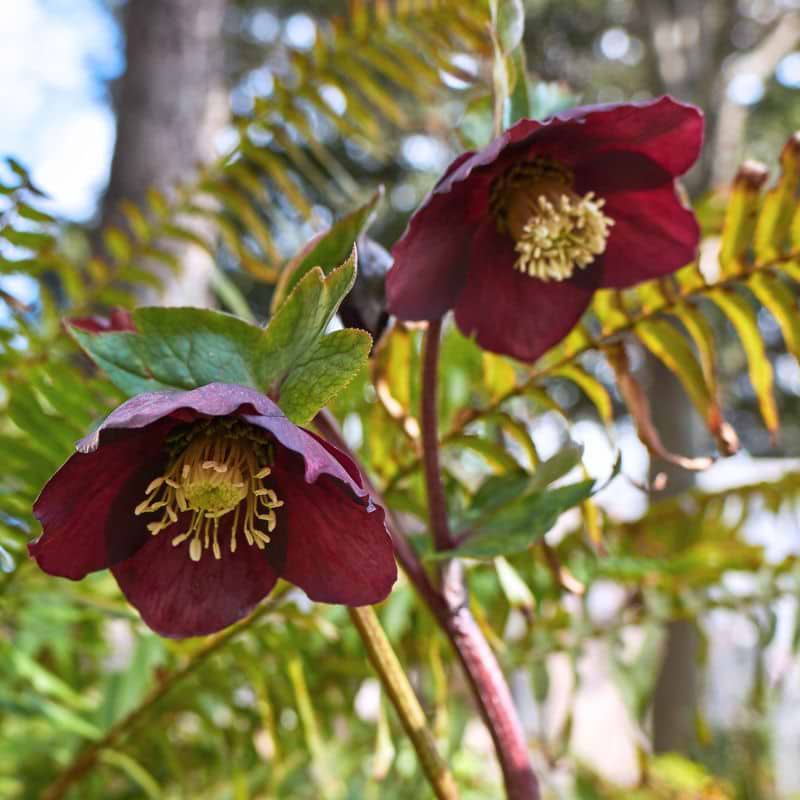 Påskeklokke (Helleborus orientalis 'Victoria') i patina lerkrukke 