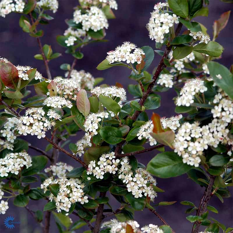 Storfrugtet surbær (Aronia Prunifolia 'Viking') Enstammet 300-400 cm