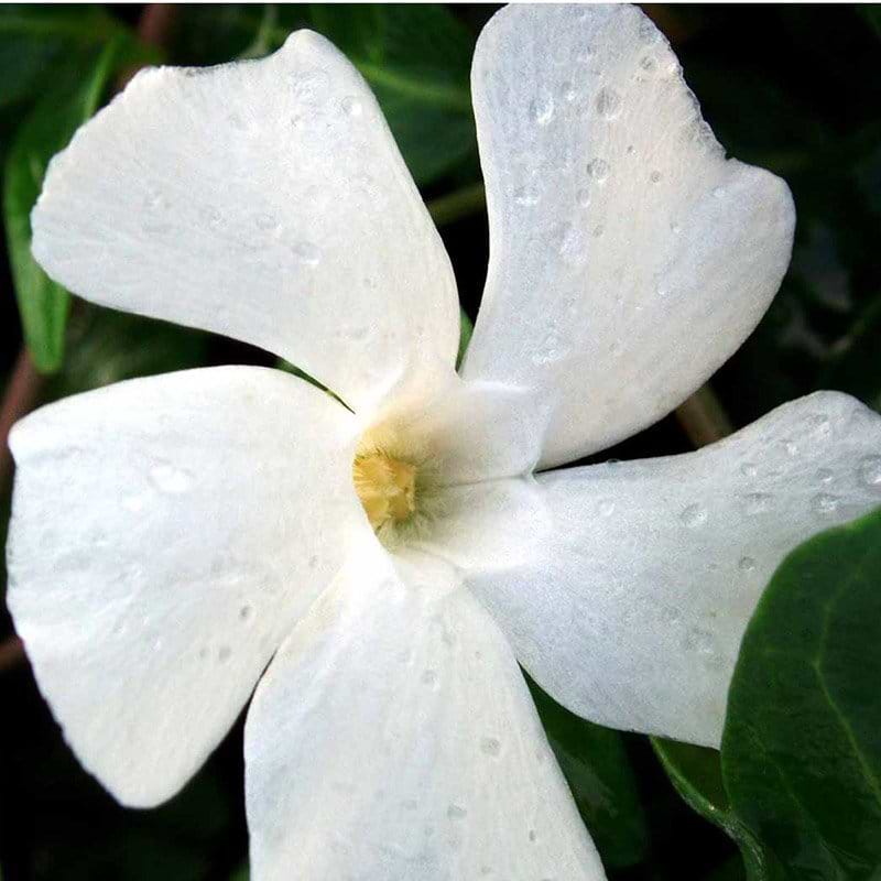 singøn vintergrøn vinca minor alba staude flerårig