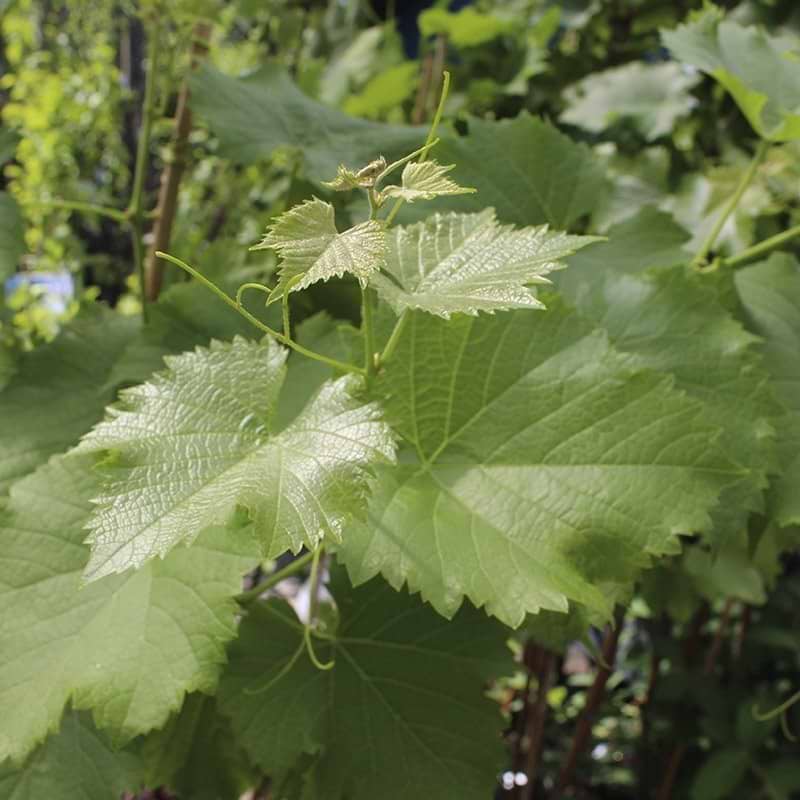 Vindrue Grøn Spisedrue 140-170 CM