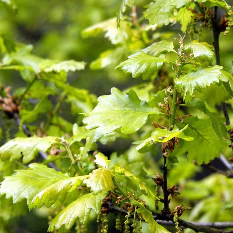 Quercus Petraea