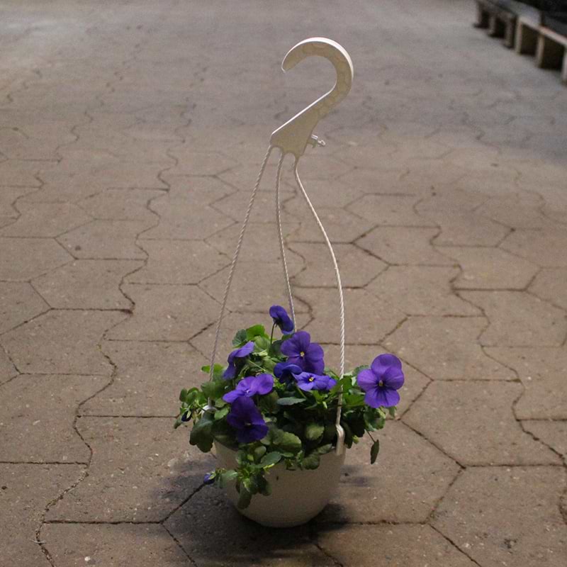 Hornviol i ampel (Viola cornutta)  - Violet