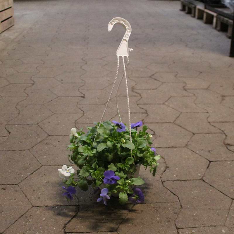 Hornviol i ampel (Viola cornutta)  2 farvet - Violet/hvid