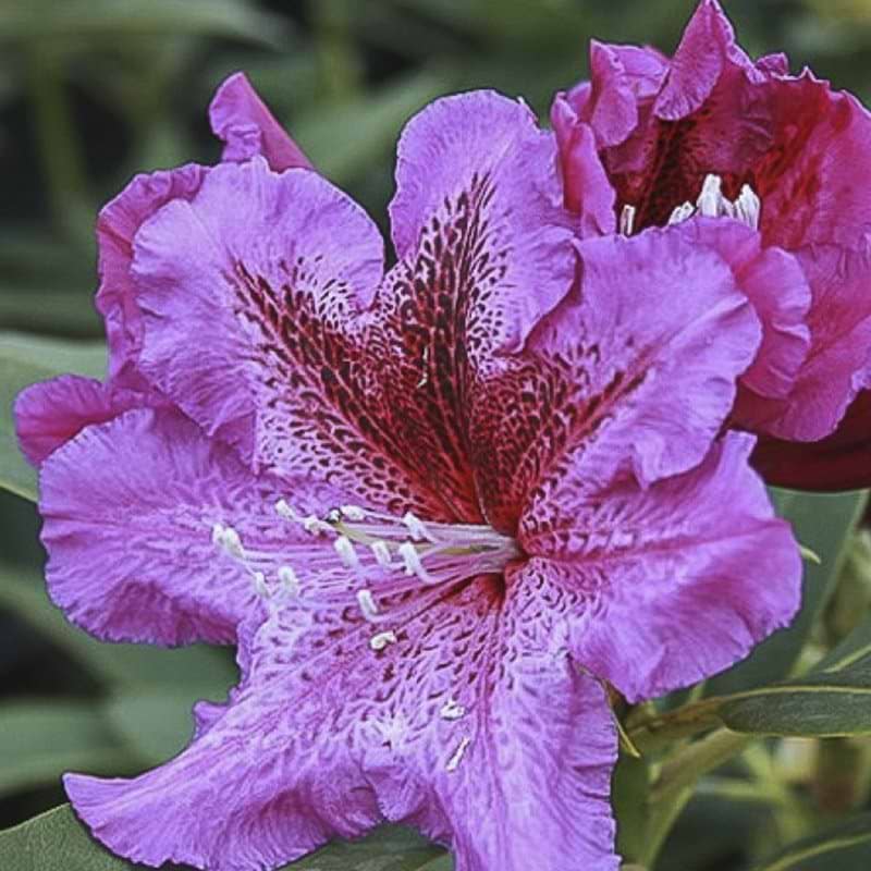 rosa rhododendron