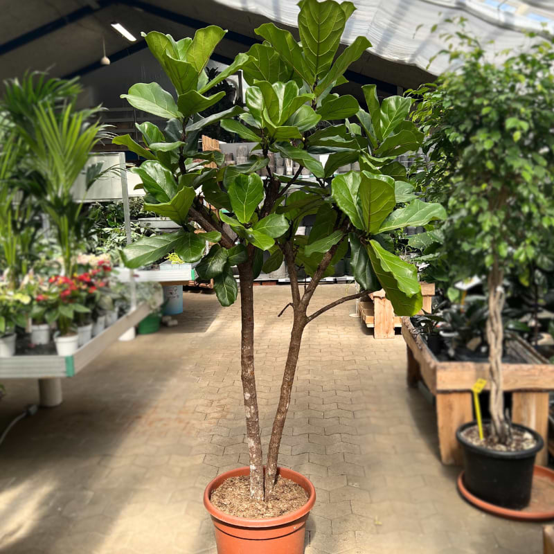 Violinfigen (Ficus Lyrata)