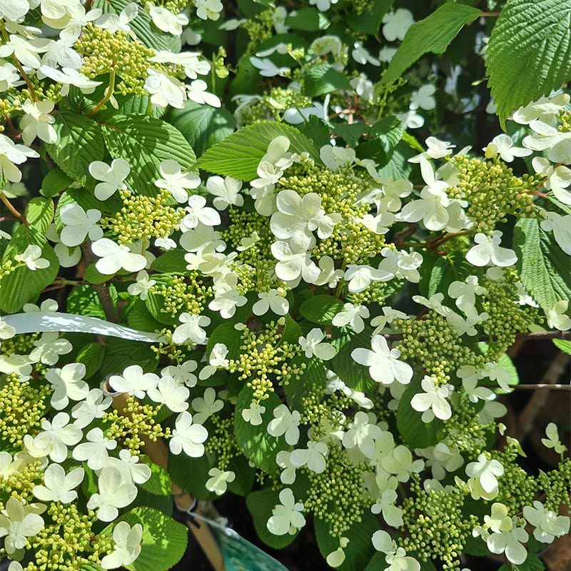 Virburnum darts red robin
