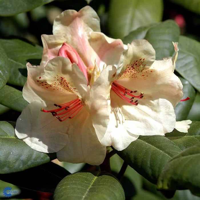 picture of rhododendron Pacific Rhododendron (Rhododendron macrophyllum) – Sparrowhawk Native Plants