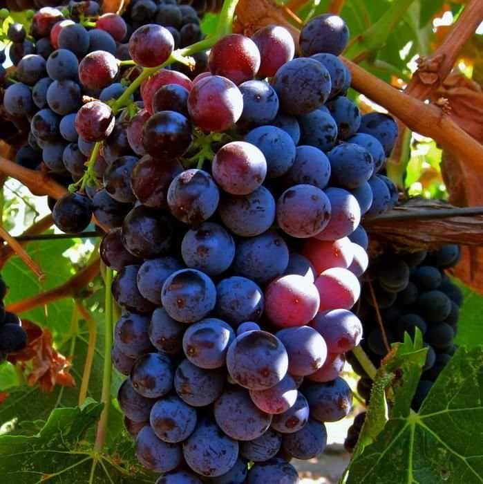 Blå vin Black Alicante