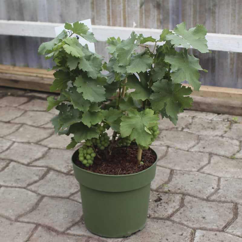 Vin plante til altanen
