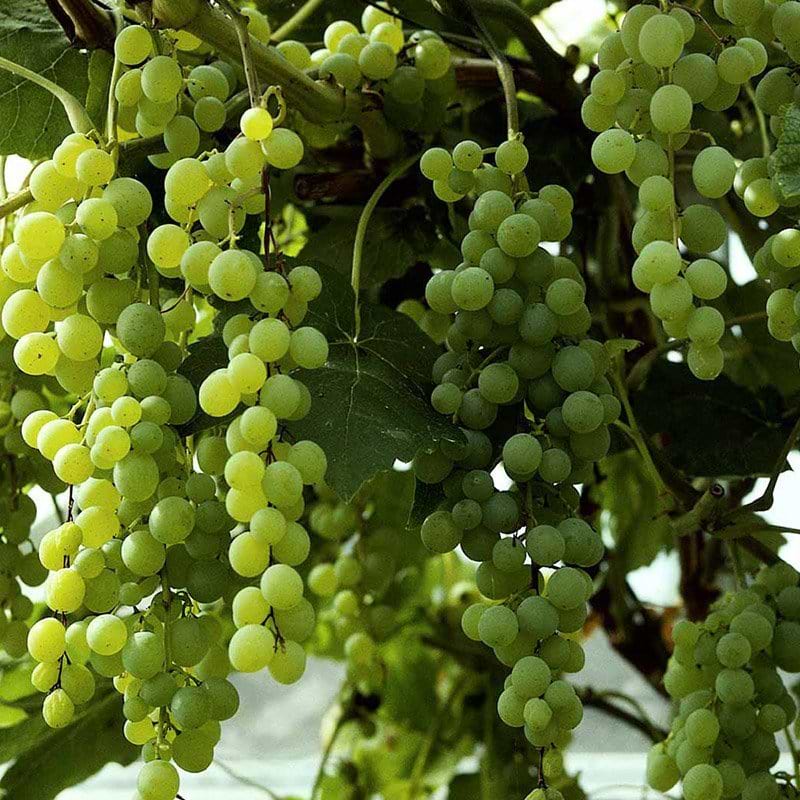 Vindrue Himrod frugt