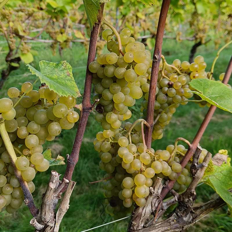 Vitis Vinifera Solaris