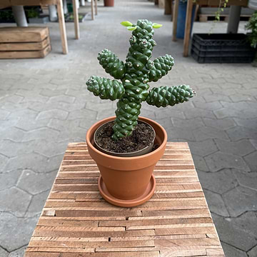Mickey Mouse Kaktus (Opuntia Microdasys)