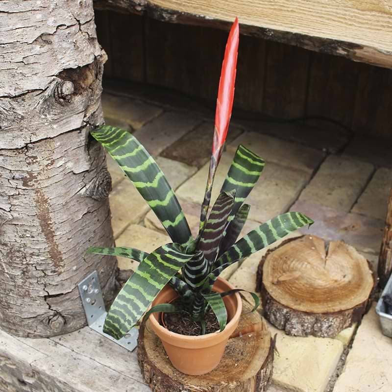 Vriesea Splendens Era