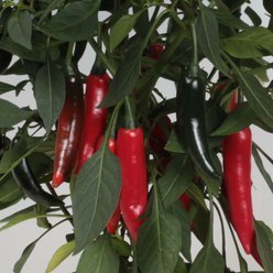 Øko Chiliplante Snack Chili 'Cayenetta'