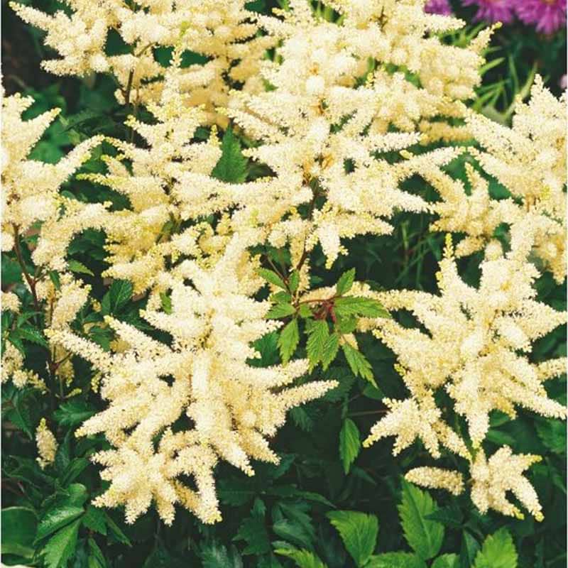 Astilbe Washington