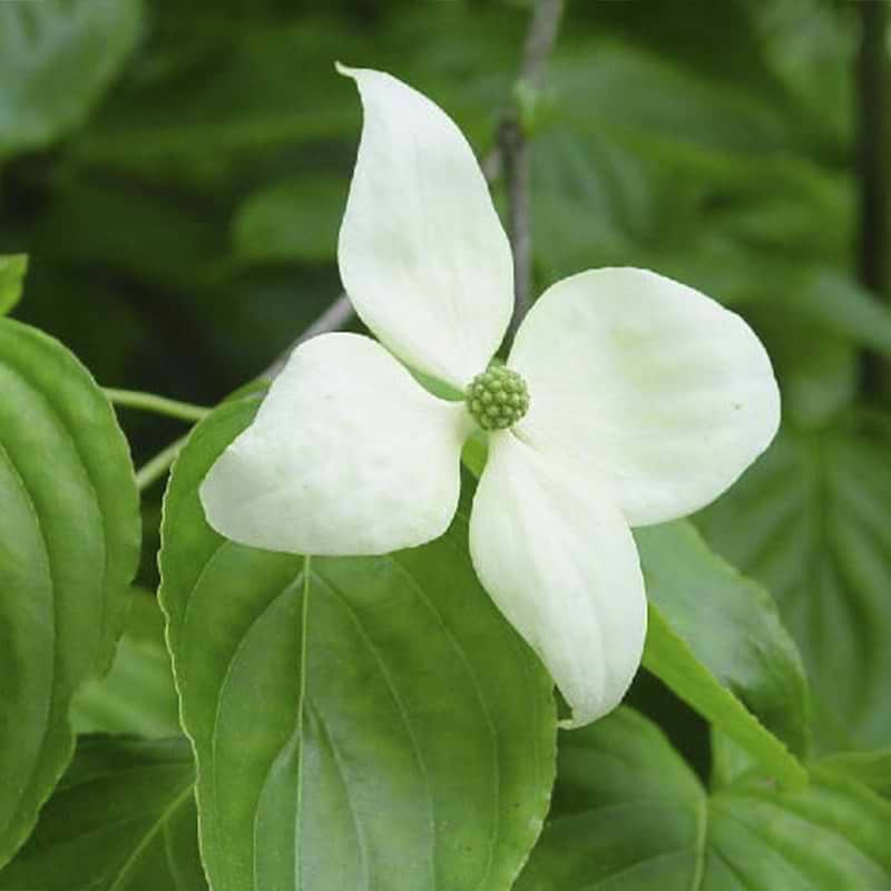 Koreakornel (Cornus kousa ´Weaver's weeping´)