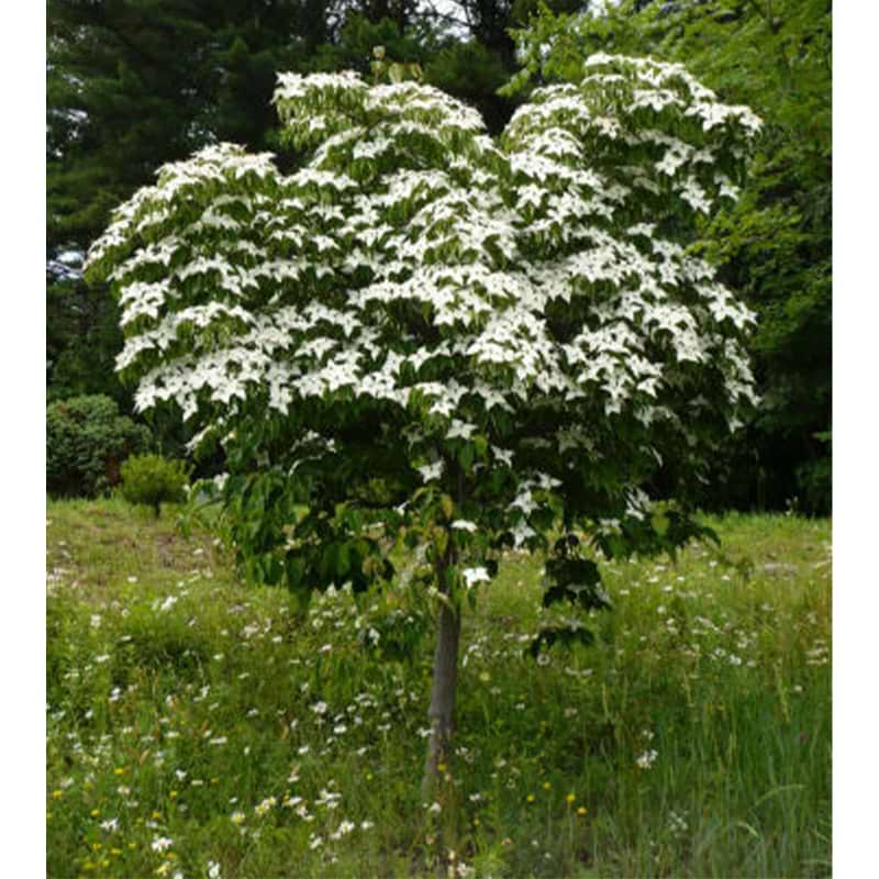 Koreakornel (Cornus kousa ´Weaver's weeping´)