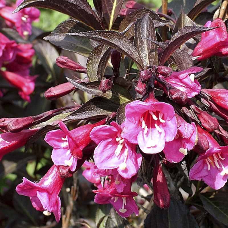 Weigela florida 'Alexandra'