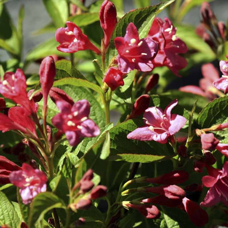 Klokkebusk røde blomster