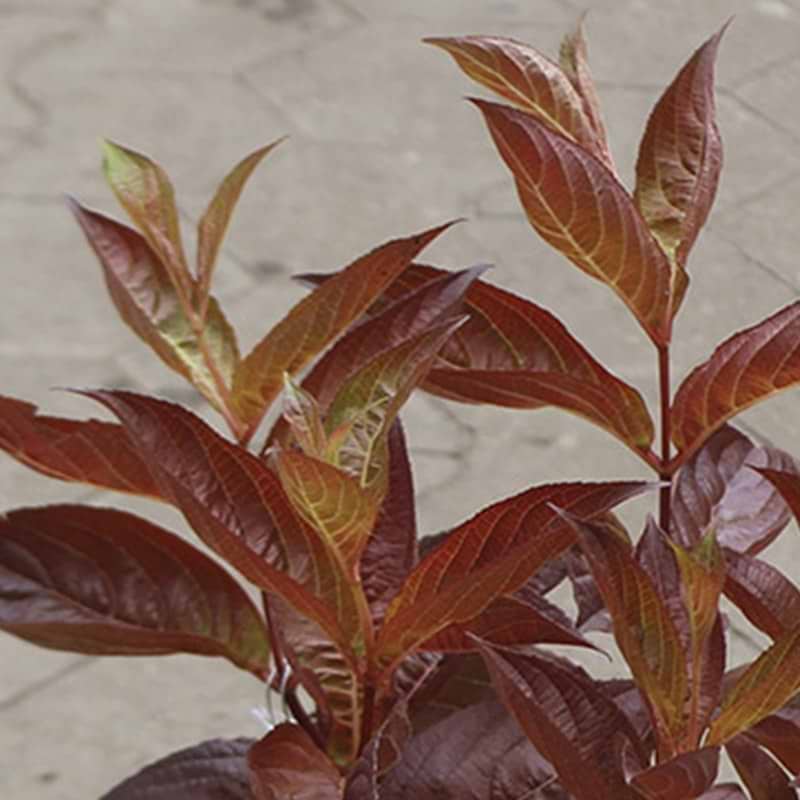 Weigela