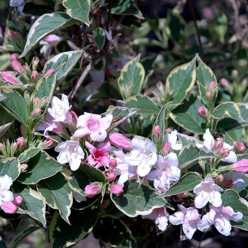 Weigela Nana Variegata busk