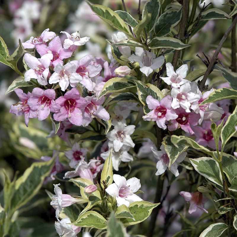 Klokkebusk (Weigela 'Variegata')