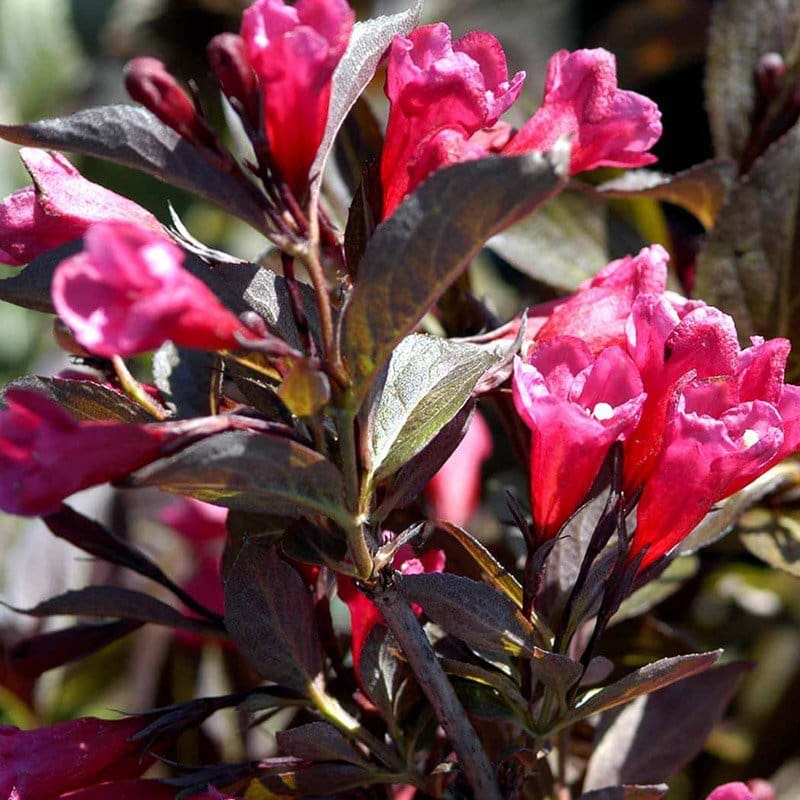 Klokkebusk (Weigela florida 'Alexandra') Opstammet - Flere Varianter