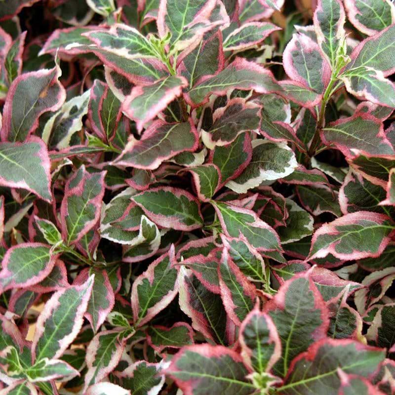 Weigela florida Verweig