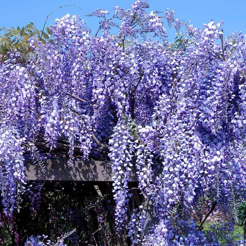 Japansk Blåregn (Wisteria floribunda 'Domino') Flere varianter