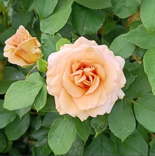 Storblomstrende rose (Honey Dijon) - Barrods 
