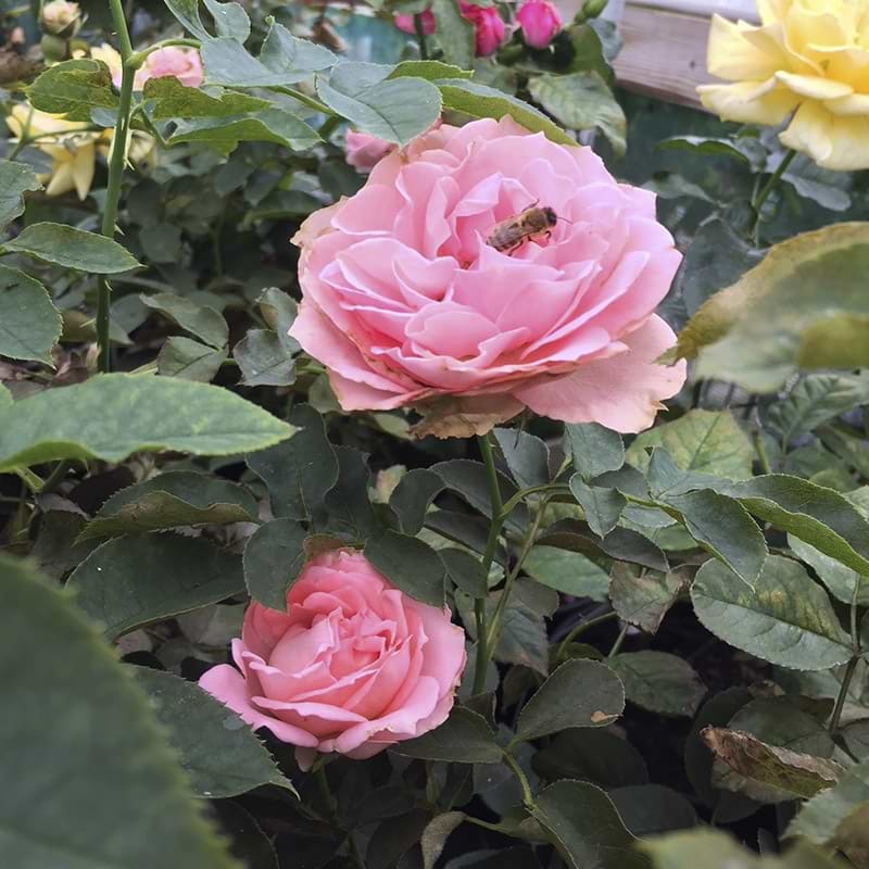 rose what a wonderful world