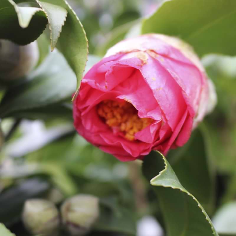 mørke rosa kamelia