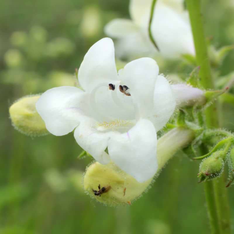 Rørblomst (Penstemon 'White Bedder') Potte 2 L