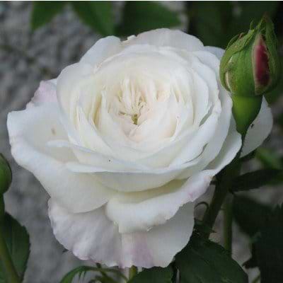 White Jacques Cartier