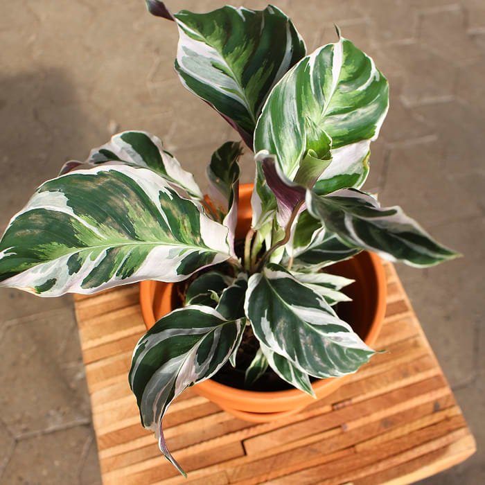 calathea roseopicta plant Goeppertia (Calathea) roseopicta: Pet-Safe Plant Beauty