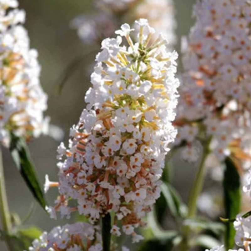 Sommerfuglebusk (Buddleia davidii 'White ball')